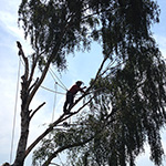 Abergavenny tree surgeon climbing and dismantling tree