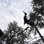 Abergavenny tree surgeon throwing a cut branch down at great oak