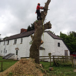 Abergavenny tree surgeon butting down main stump