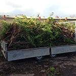 Waste removal from conifer hedge in Abergavenny