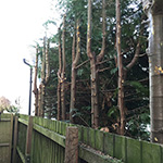 Conifer hedge clearing off the one side at a property in Llangatock, Crickhowell